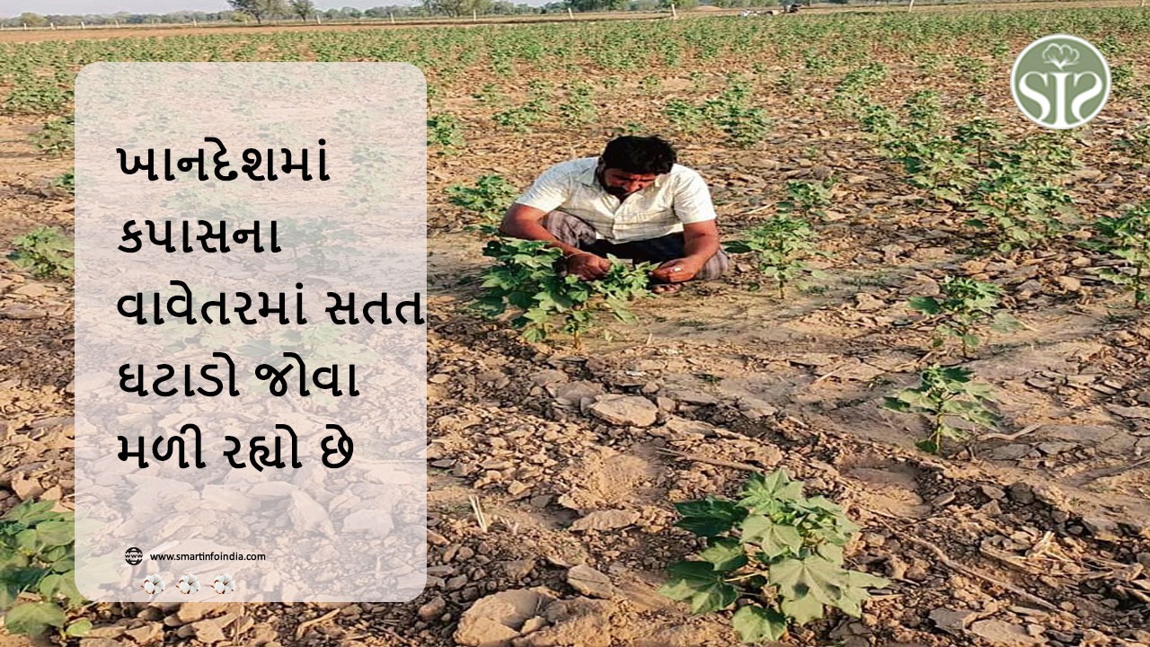 ખાનદેશમાં કપાસના વાવેતરમાં સતત ઘટાડો જોવા મળી રહ્યો છે