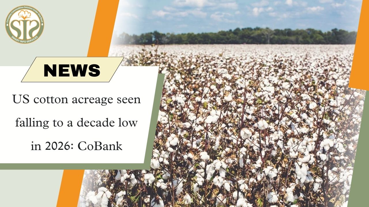 US cotton acreage at lowest level in decade in 2026: CoBank