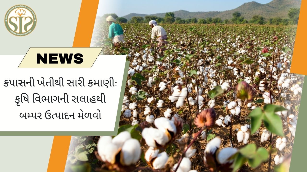 કપાસની ખેતીમાંથી સારી આવક માટે સૂચનો