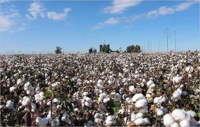 Andhra Cotton Sowing Surges 158%