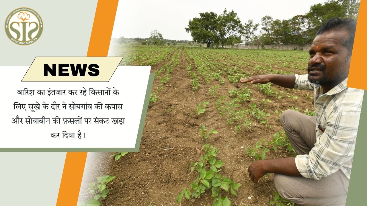 सूखे से सोयगांव में कपास, सोयाबीन पर संकट