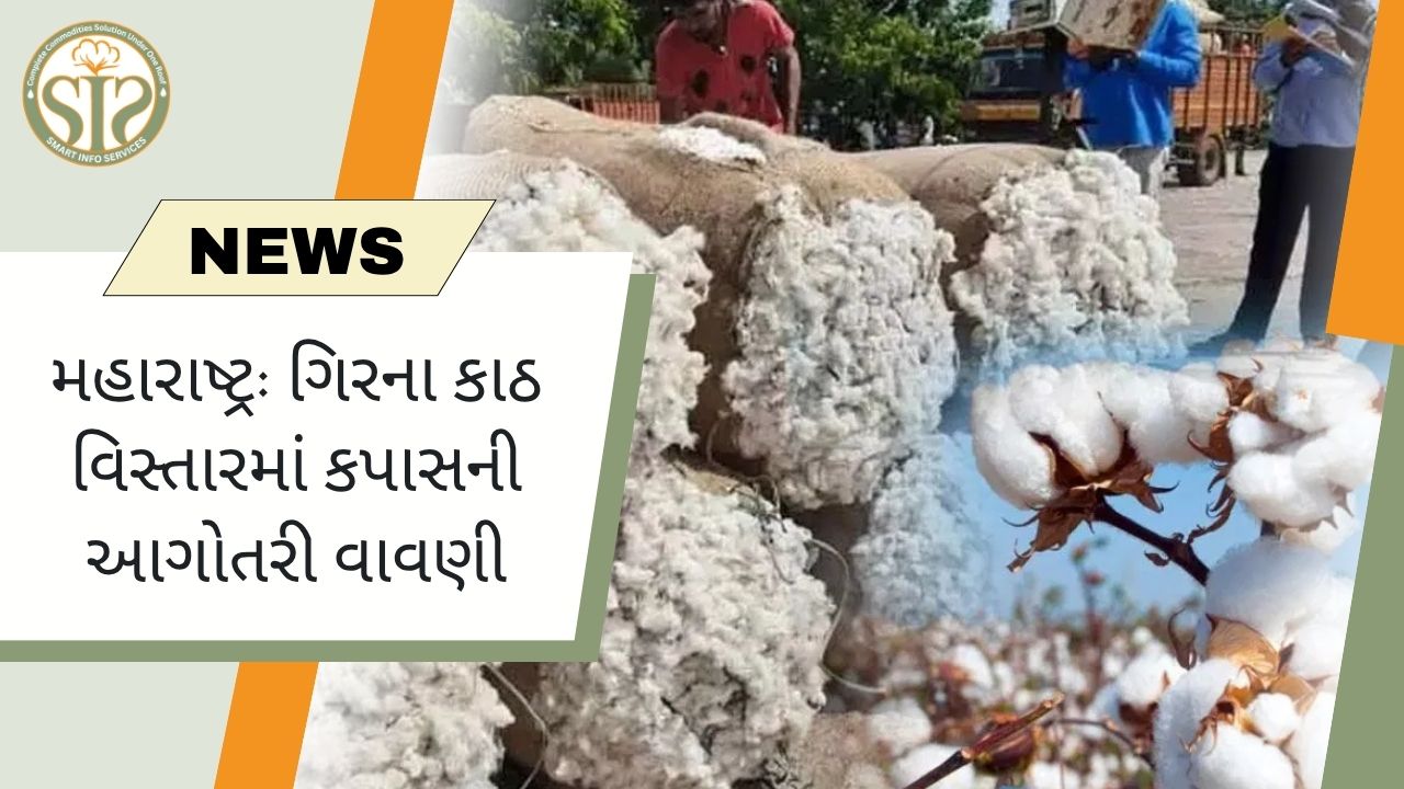 મહારાષ્ટ્ર: ગિરના કાઠ વિસ્તારમાં કપાસની આગોતરી વાવણી