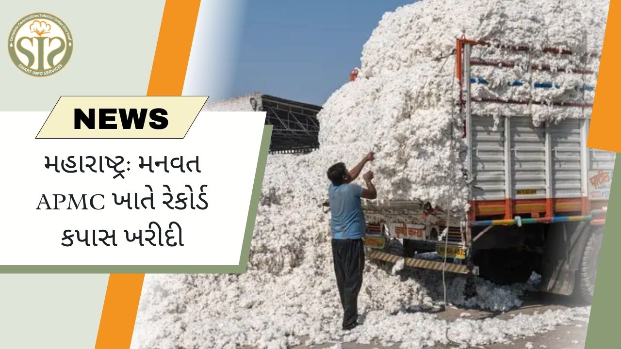 મનવત APMCમાં 4.36 લાખ ક્વિન્ટલ કપાસની રેકોર્ડ ખરીદી