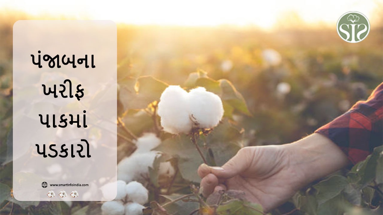 પંજાબના ખરીફ પાકમાં પડકારો