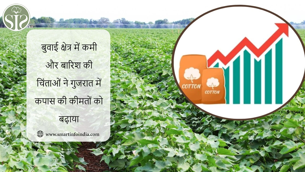 बुवाई क्षेत्र में कमी और बारिश की चिंताओं ने गुजरात में कपास की कीमतों को बढ़ाया