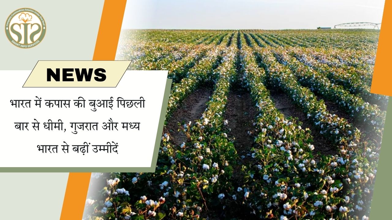 देश में कपास बुवाई धीमी, गुजरात से उम्मीदें बढ़ीं