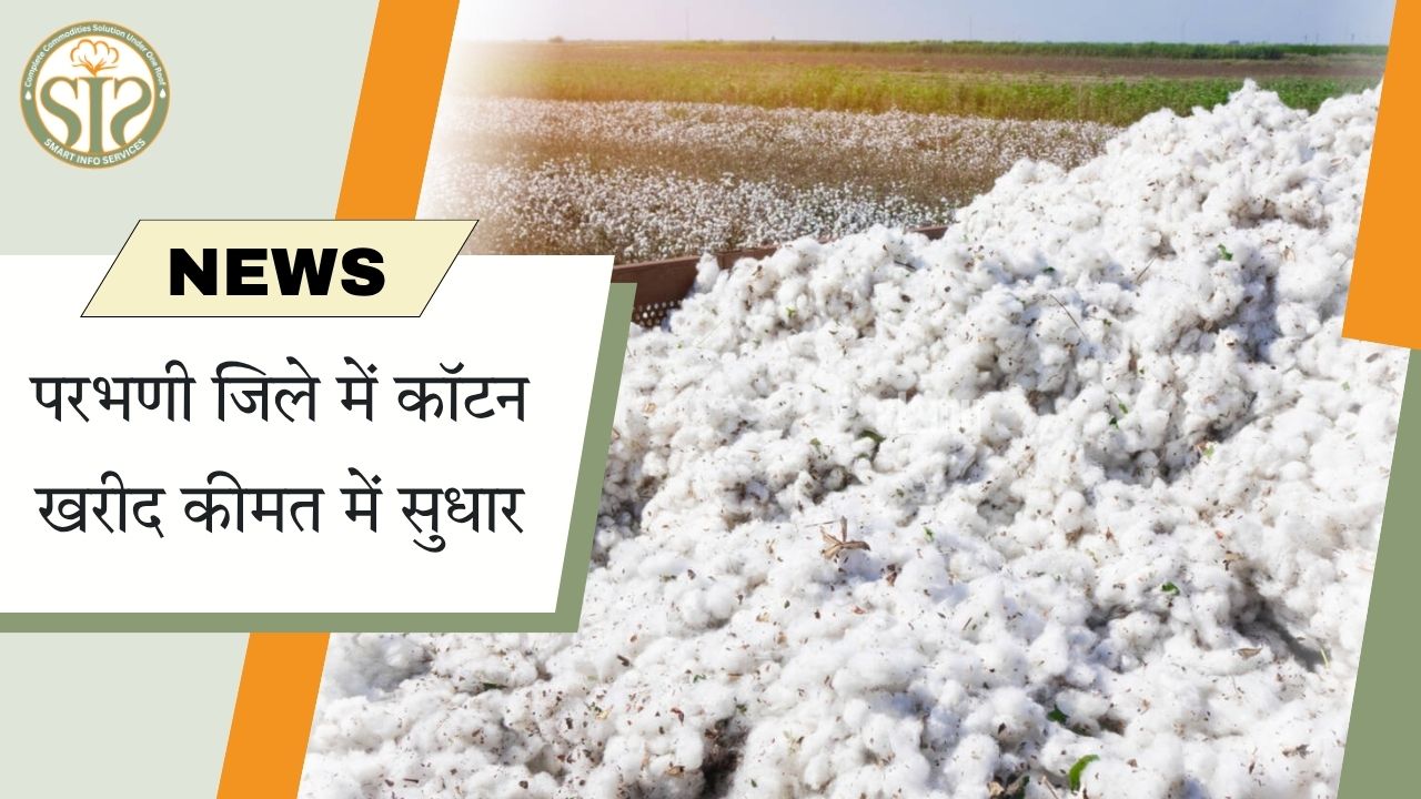 परभणी जिले में कपास की खरीद कीमतों में सुधार से किसानों को राहत।