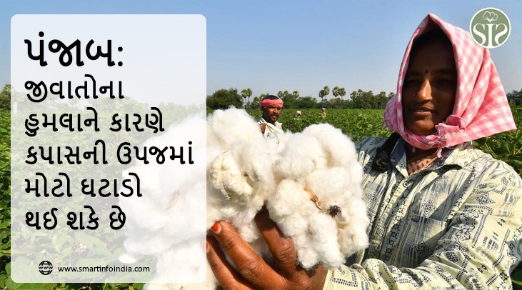 પંજાબ: જીવાતોના હુમલાને કારણે કપાસની ઉપજમાં મોટો ઘટાડો થઈ શકે છે