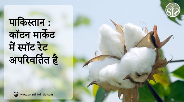 पाकिस्तान : कॉटन मार्केट में स्पॉट रेट अपरिवर्तित है