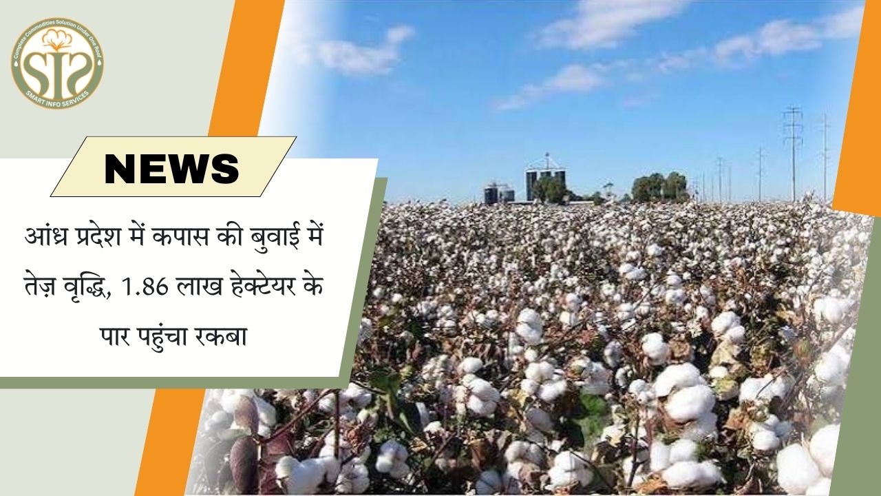 आंध्र में कपास बुवाई 158% बढ़ी
