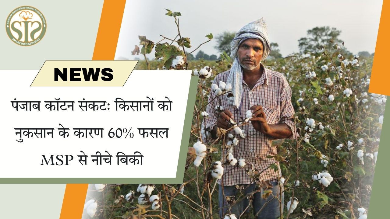 पंजाब कॉटन संकट: 60% फसल औने-पौने भाव पर