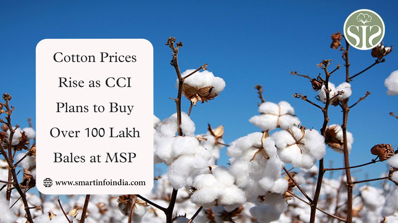 Cotton Prices Rise as CCI Plans to Buy Over 100 Lakh Bales at MSP