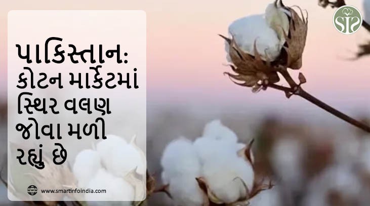 *પાકિસ્તાન: કોટન માર્કેટમાં સ્થિર વલણ જોવા મળી રહ્યું છે*