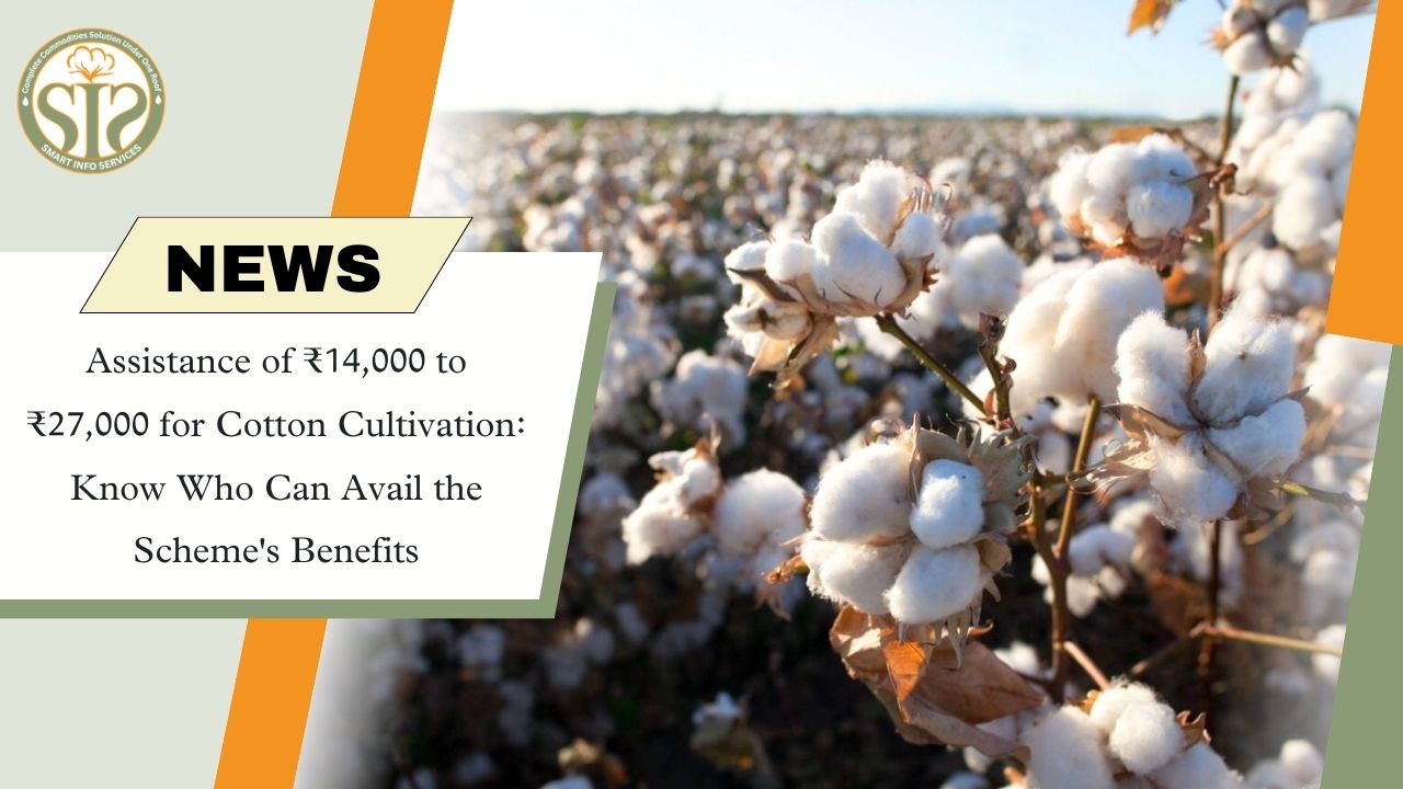 ₹14,000–₹27,000 Assistance for Cotton Farmers: Gujarat Opens Applications Under Cotton Productivity Mission