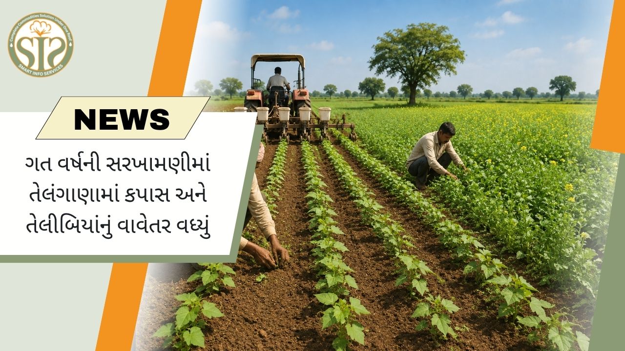 તેલંગાણામાં કપાસનું વાવેતર સામાન્ય વિસ્તારથી આગળ