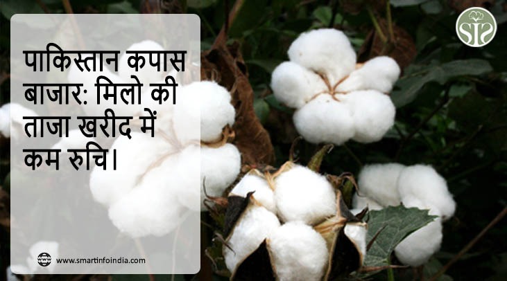 पाकिस्तान कपास बाजार: मिलो की ताजा खरीद में कम रुचि।