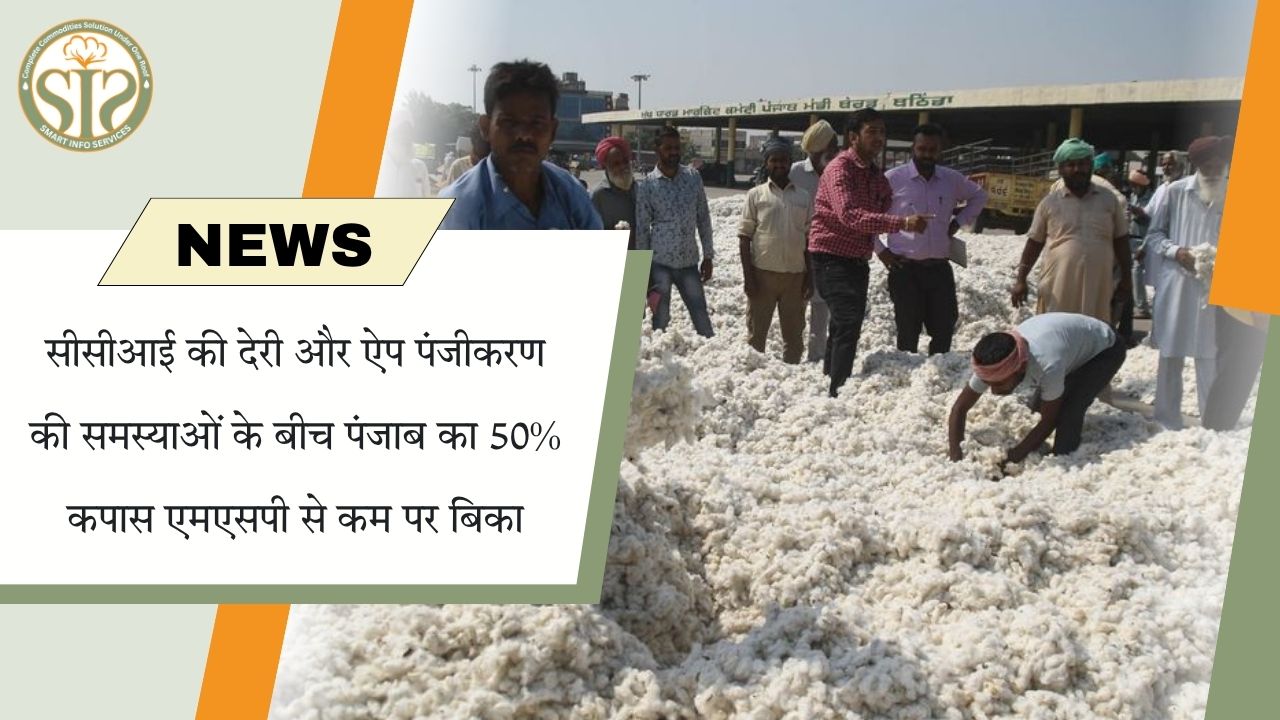 पंजाब में 50% कपास MSP से नीचे बिका, CCI की देरी बनी वजह