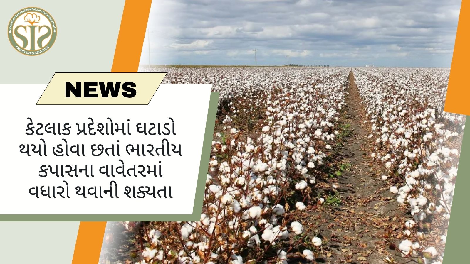 કેટલાક પ્રદેશોમાં ઘટાડો થયો હોવા છતાં ભારતીય કપાસના વાવેતરમાં વધારો થવાની શક્યતા