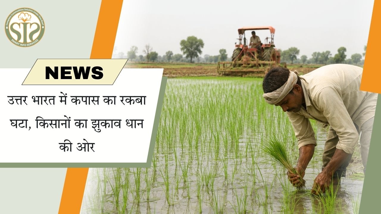 उत्तर भारत में कपास रकबा 22% घटा, धान की ओर बढ़ा रुझान