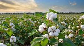 Khandwa Cotton Trading Starts September 16