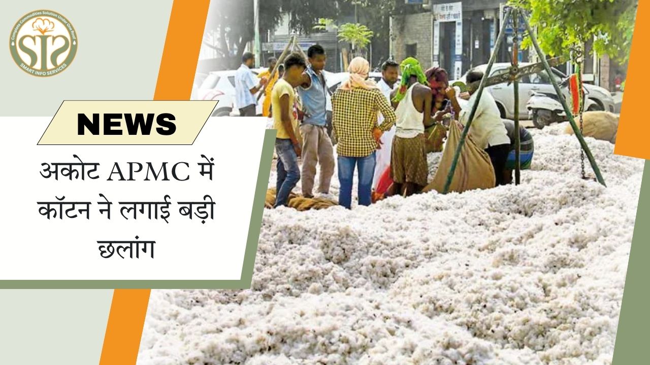 अकोट APMC में कपास कीमतों में जबरदस्त उछाल