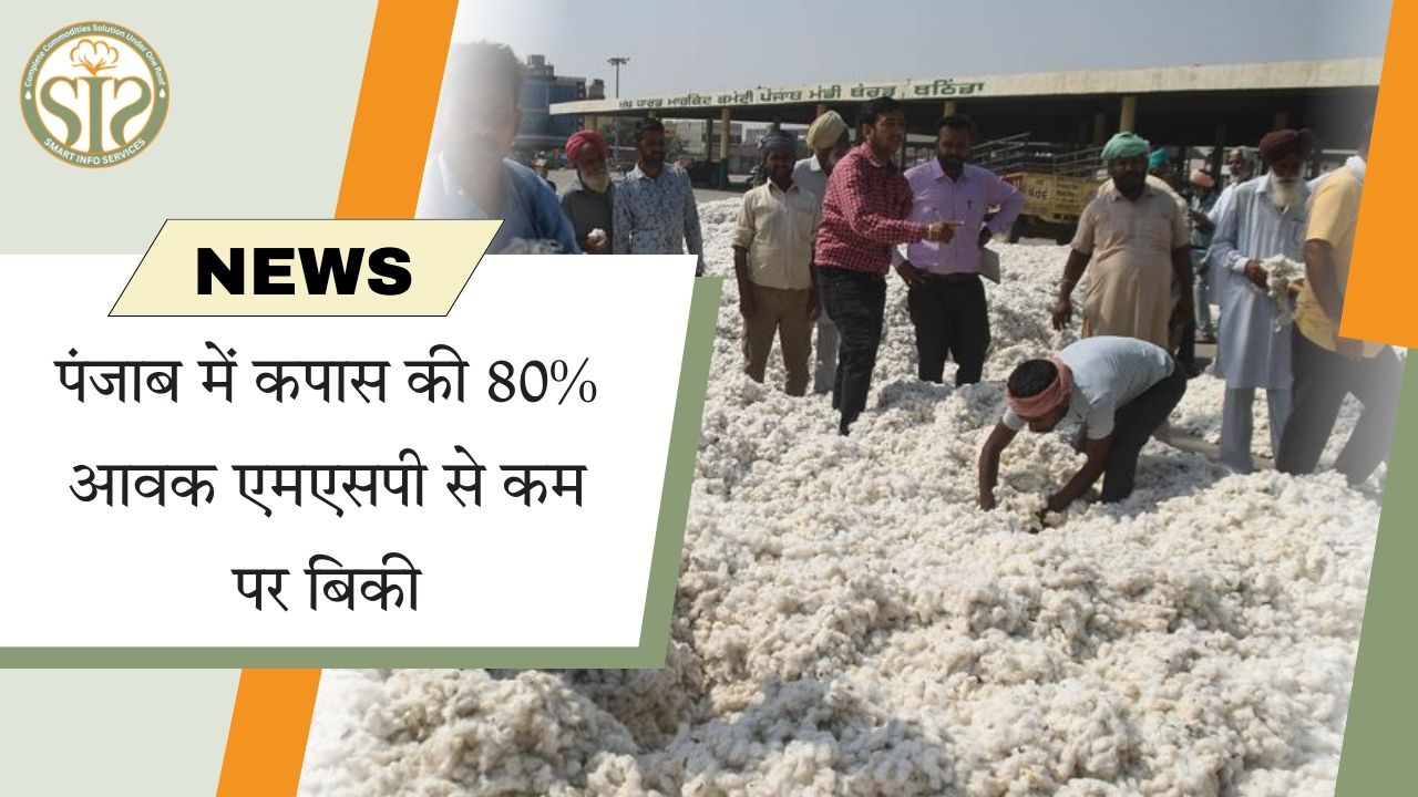 पंजाब में 80% कपास एमएसपी से नीचे बिकी