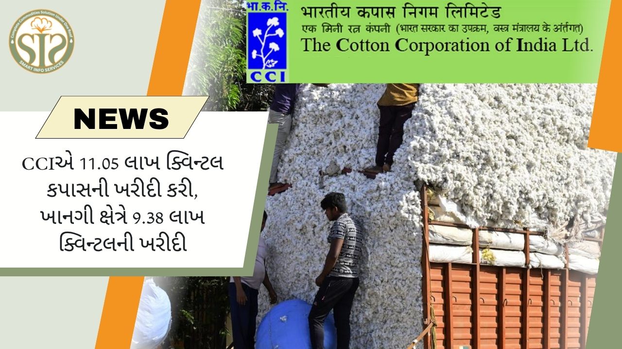 CCIએ કપાસની ખરીદીમાં વધારો કર્યો; ખાનગી ક્ષેત્ર પણ સક્રિય