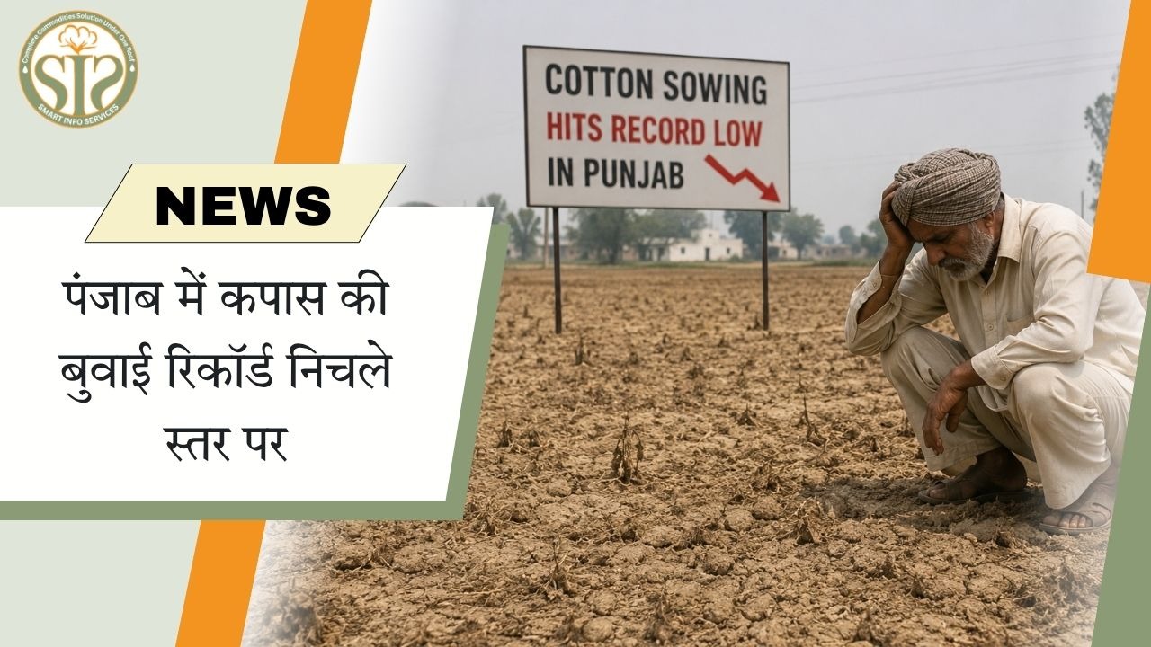 खरीफ 2026 में पंजाब में कपास की बुवाई रिकॉर्ड निचले स्तर पर