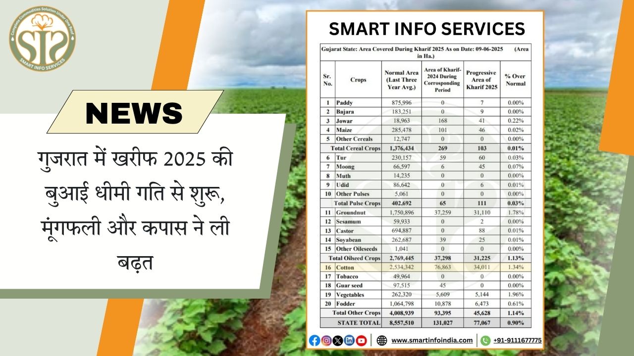 गुजरात में खरीफ 2025 की बुआई धीमी गति से शुरू, मूंगफली और कपास ने ली बढ़त
