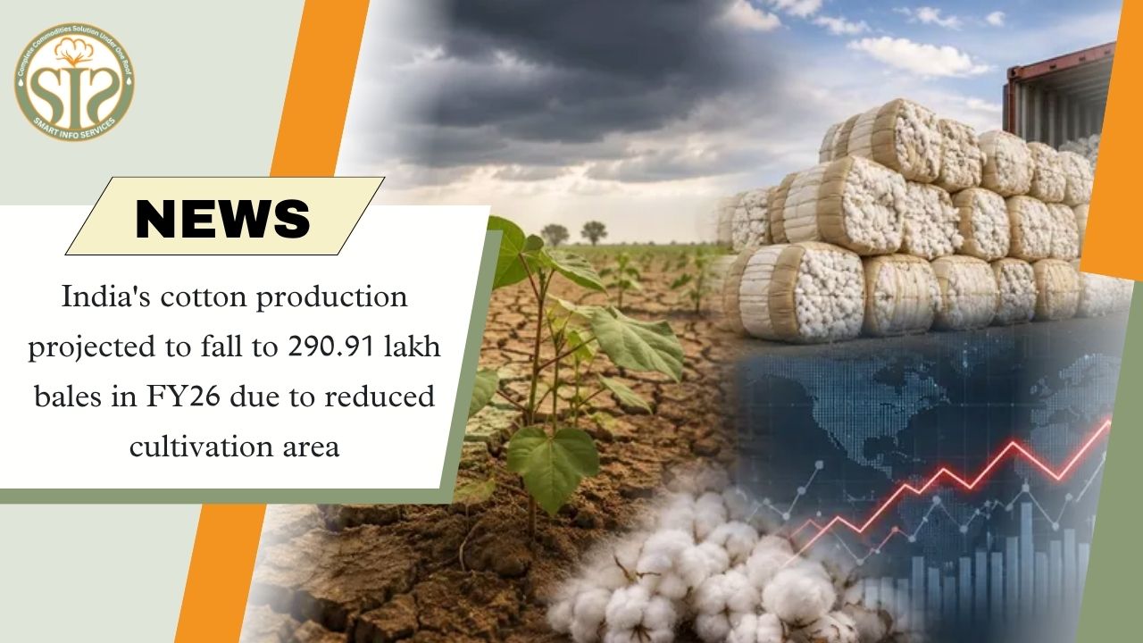 India’s Cotton Production Seen Falling to 290.91 Lakh Bales in FY26