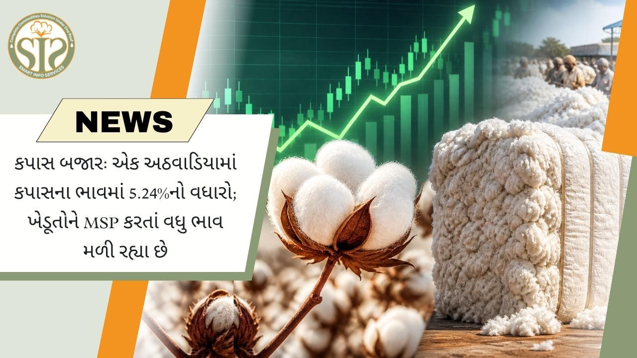 કપાસના ભાવ MSPથી ઉપર