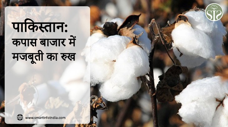 पाकिस्तान: कपास बाजार में मजबूती का रुख