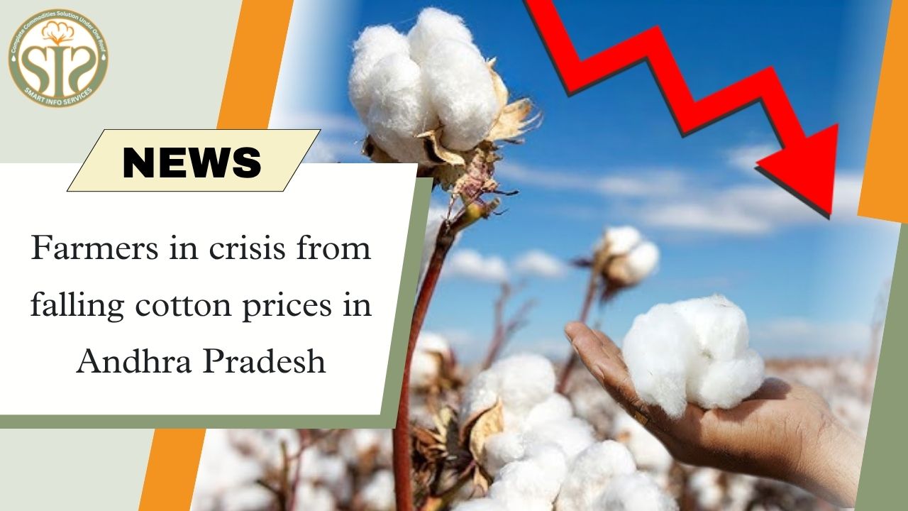 Farmers in Andhra Pradesh are in trouble due to falling cotton prices