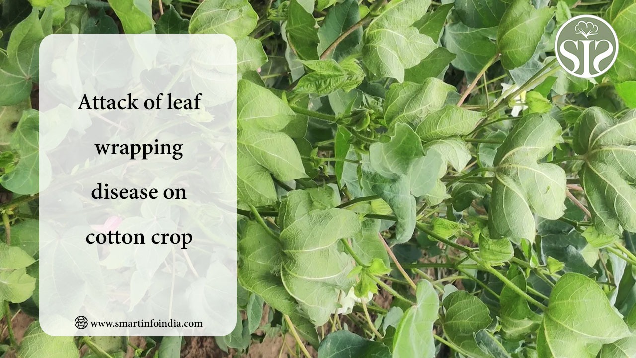 Attack of  leaf  wrapping disease on cotton crop