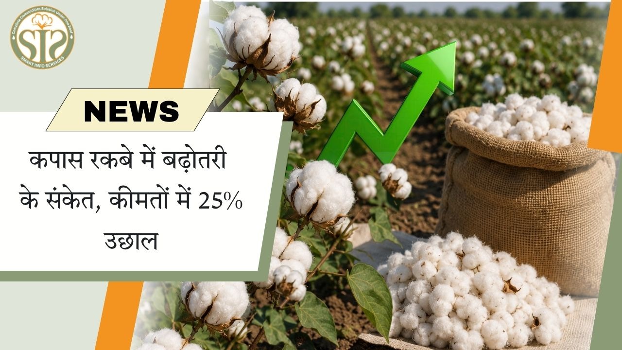 कपास कीमतों में 25% उछाल, बुवाई क्षेत्र बढ़ने के संकेत