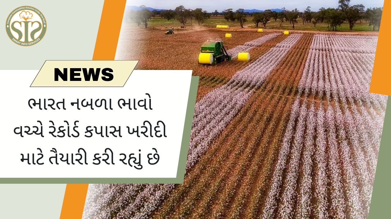 ભારત નબળા ભાવે રેકોર્ડ કપાસ ખરીદશે