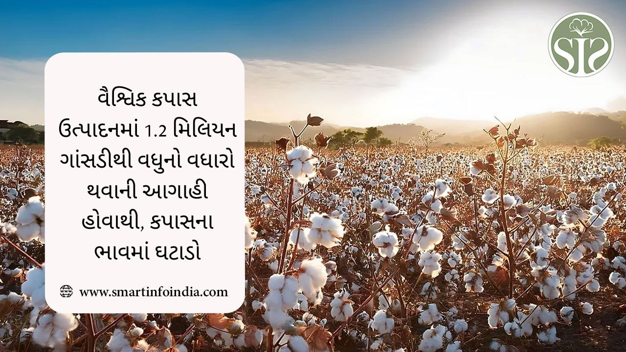 વૈશ્વિક કપાસ ઉત્પાદનમાં 1.2 મિલિયન ગાંસડીથી વધુનો વધારો થવાની આગાહી હોવાથી, કપાસના ભાવમાં ઘટાડો