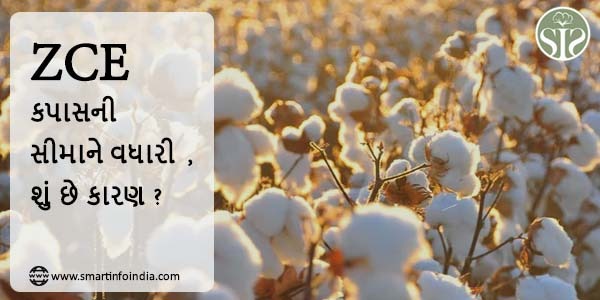 ZCEએ કપાસની મર્યાદા વધારી, શું છે કારણ?