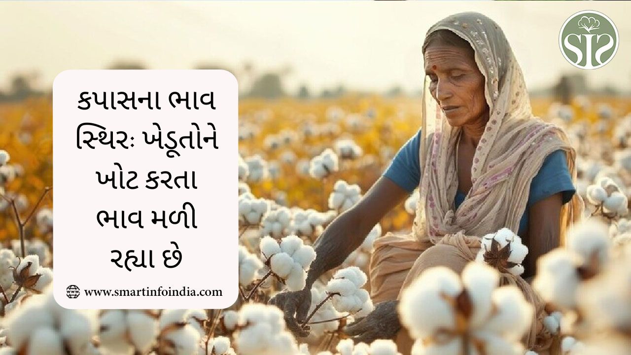 કપાસના ભાવ સ્થિર: ખેડૂતોને ખોટ કરતા ભાવ મળી રહ્યા છે