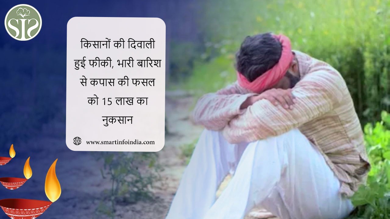 किसानों की दिवाली हुई फीकी, भारी बारिश से कपास की फसल को 15 लाख का नुकसान