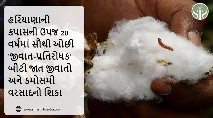 હરિયાણાની કપાસની ઉપજ 20 વર્ષમાં સૌથી ઓછી, 'જીવાત-પ્રતિરોધક' બીટી જાત જીવાતો અને કમોસમી વરસાદનો શિકાર