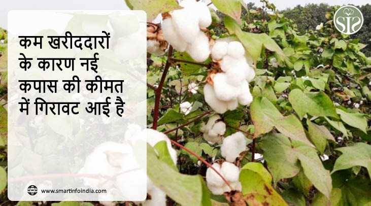 कम खरीददारों के कारण नई कपास की कीमत में गिरावट आई है