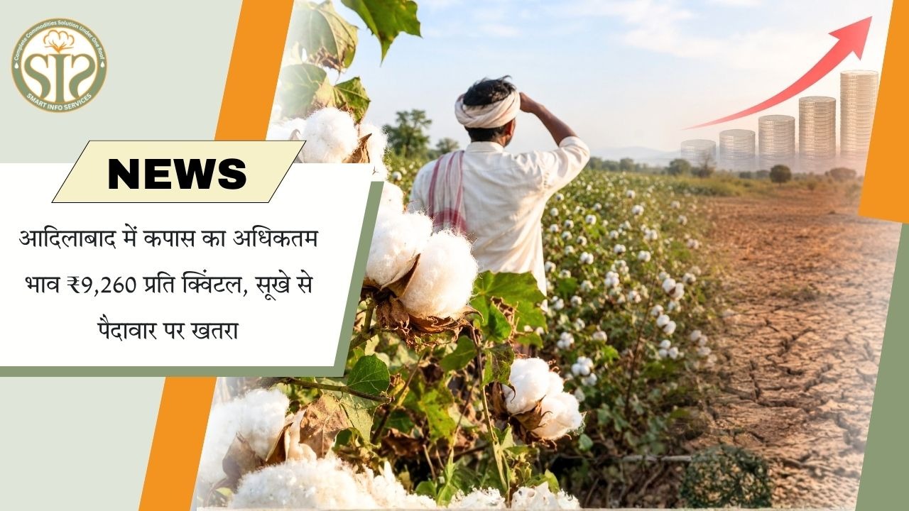 आदिलाबाद में कपास का भाव ₹9,260 प्रति क्विंटल पहुंचा, सूखे से फसल पर संकट