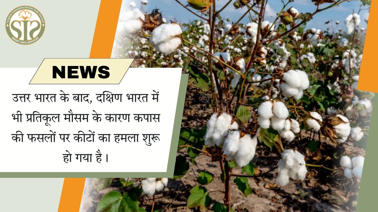 दक्षिण भारत में कपास फसलों पर कीट हमला