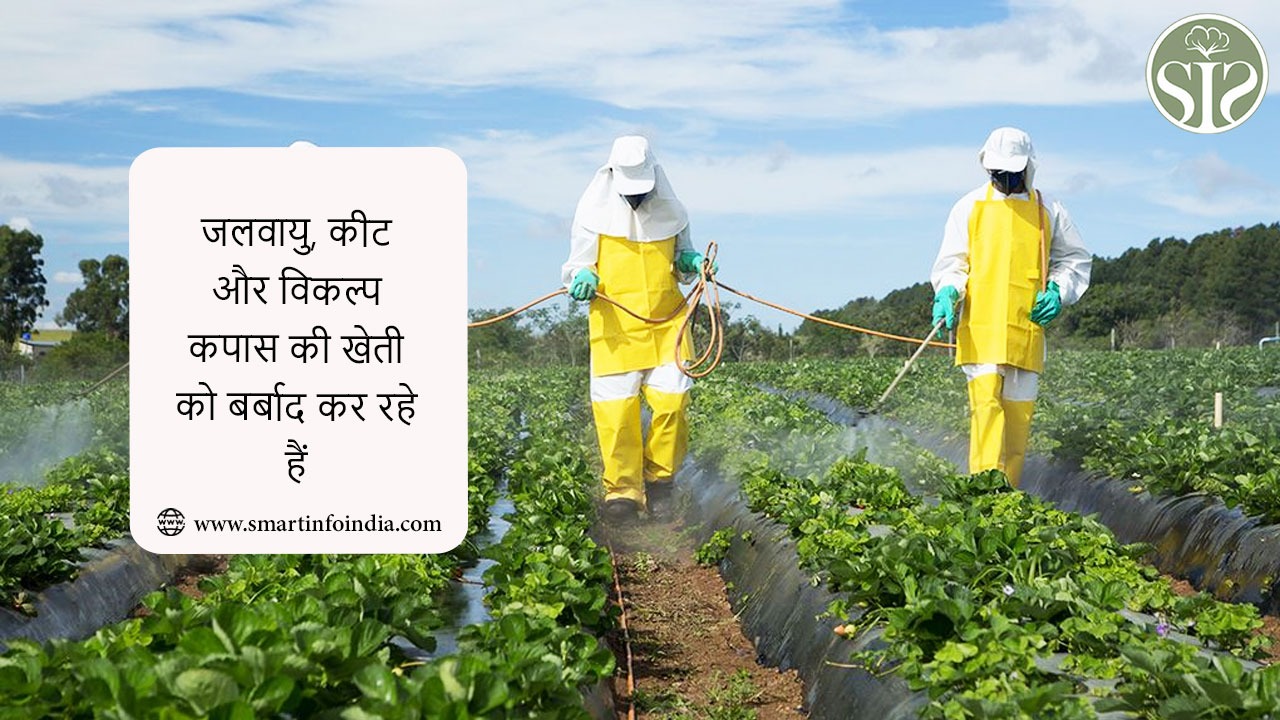 जलवायु, कीट और विकल्प कपास की खेती को बर्बाद कर रहे हैं