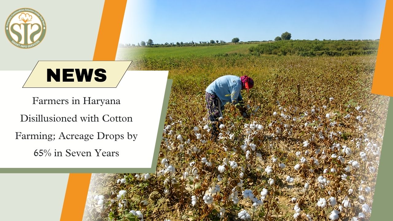 Haryana Farmers Abandon Cotton Cultivation as Acreage Falls 65% in Seven Years