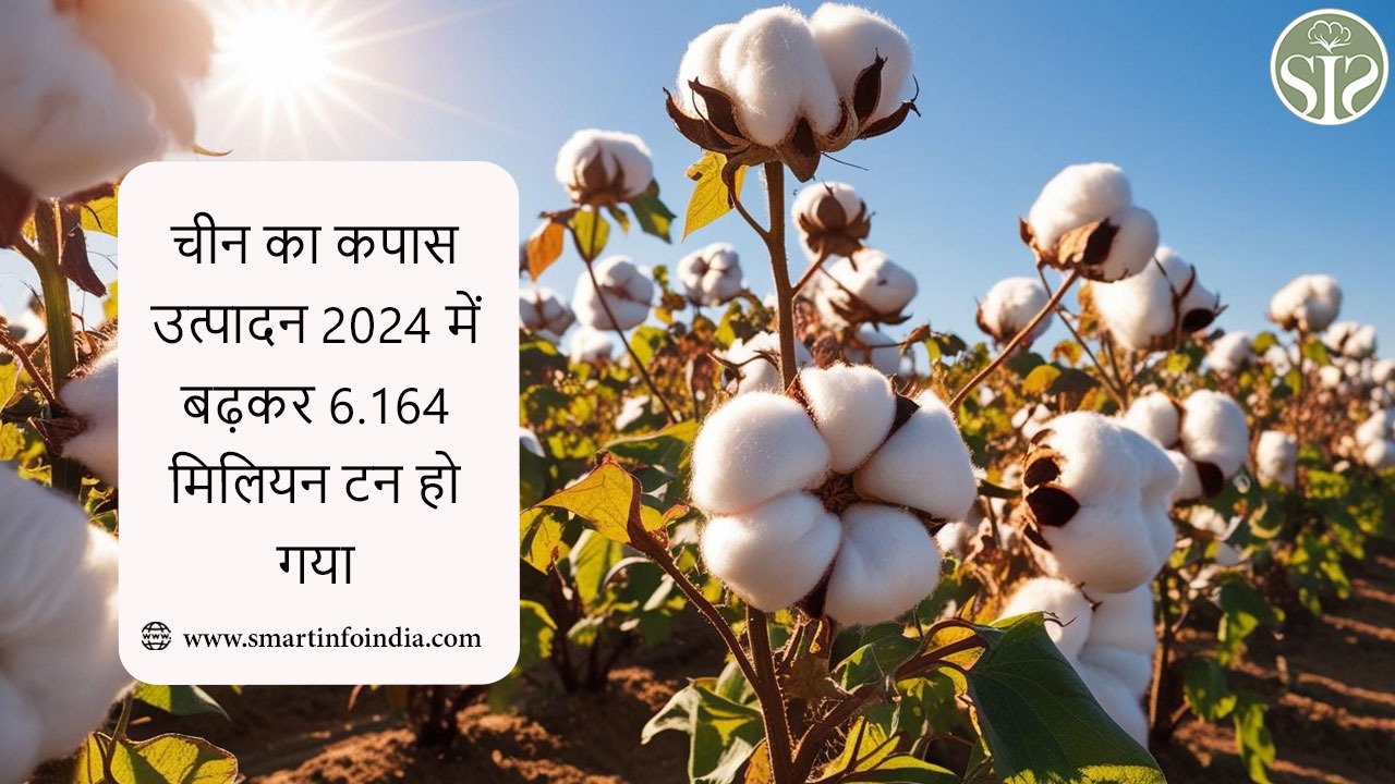चीन का कपास उत्पादन 2024 में बढ़कर 6.164 मिलियन टन हो गया