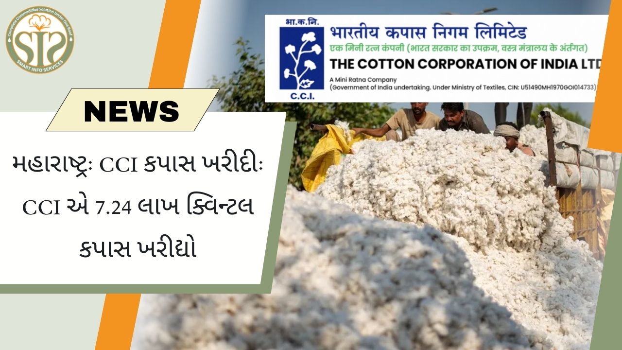મહારાષ્ટ્ર: CCI એ 7.24 લાખ ક્વિન્ટલ કપાસ ખરીદ્યો.