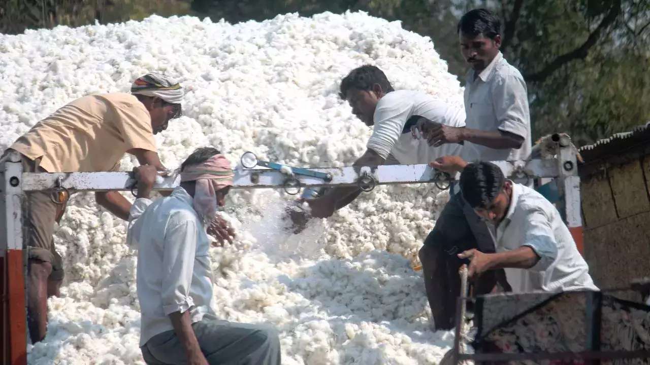 Cotton exports could fall as local demand rises: Report
