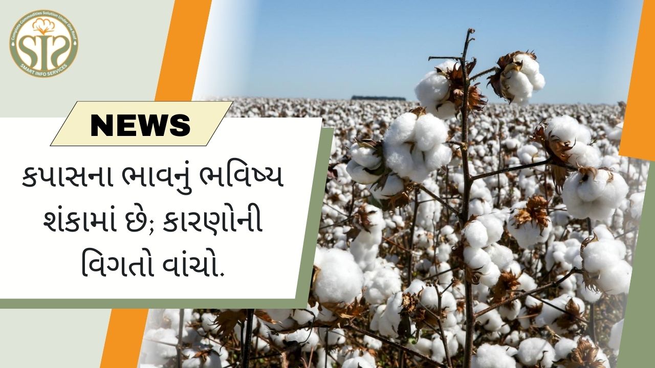 કપાસના ભાવનું ભવિષ્ય શંકામાં છે; કારણોની વિગતો વાંચો.